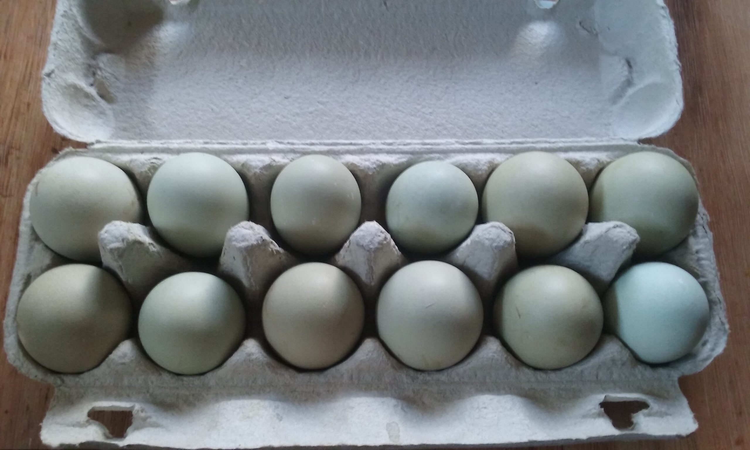 Fertile eggs