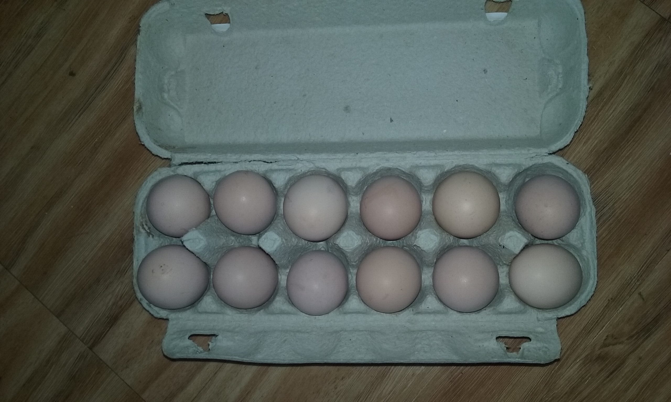 Fertile eggs