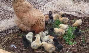 Forage Master -hen and chicks