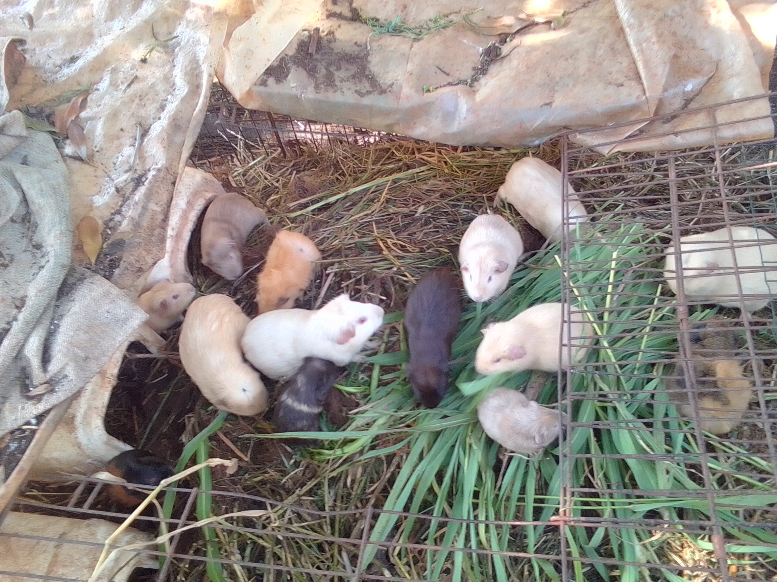 Guinea pigs