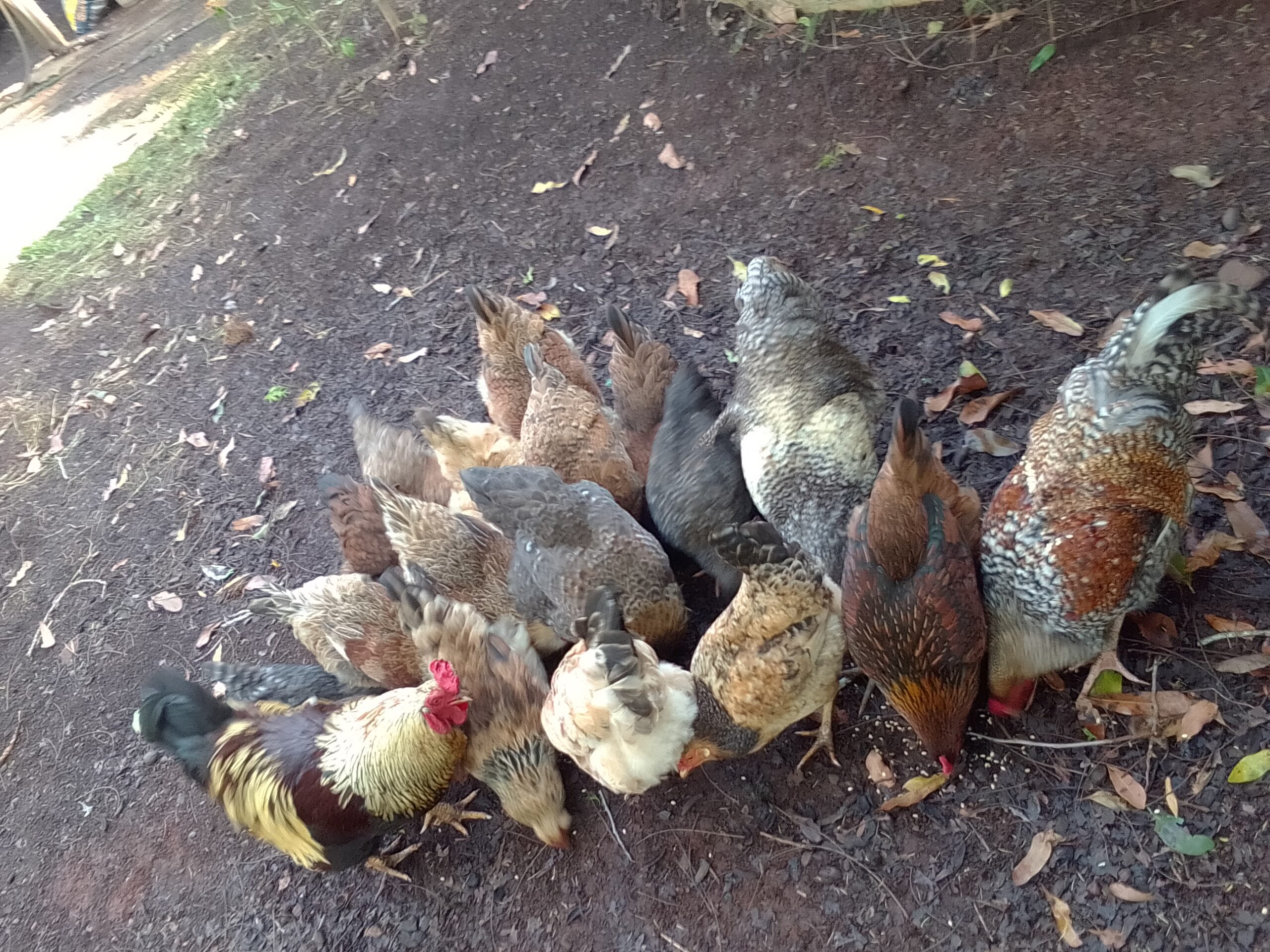 Forage Master Chickens