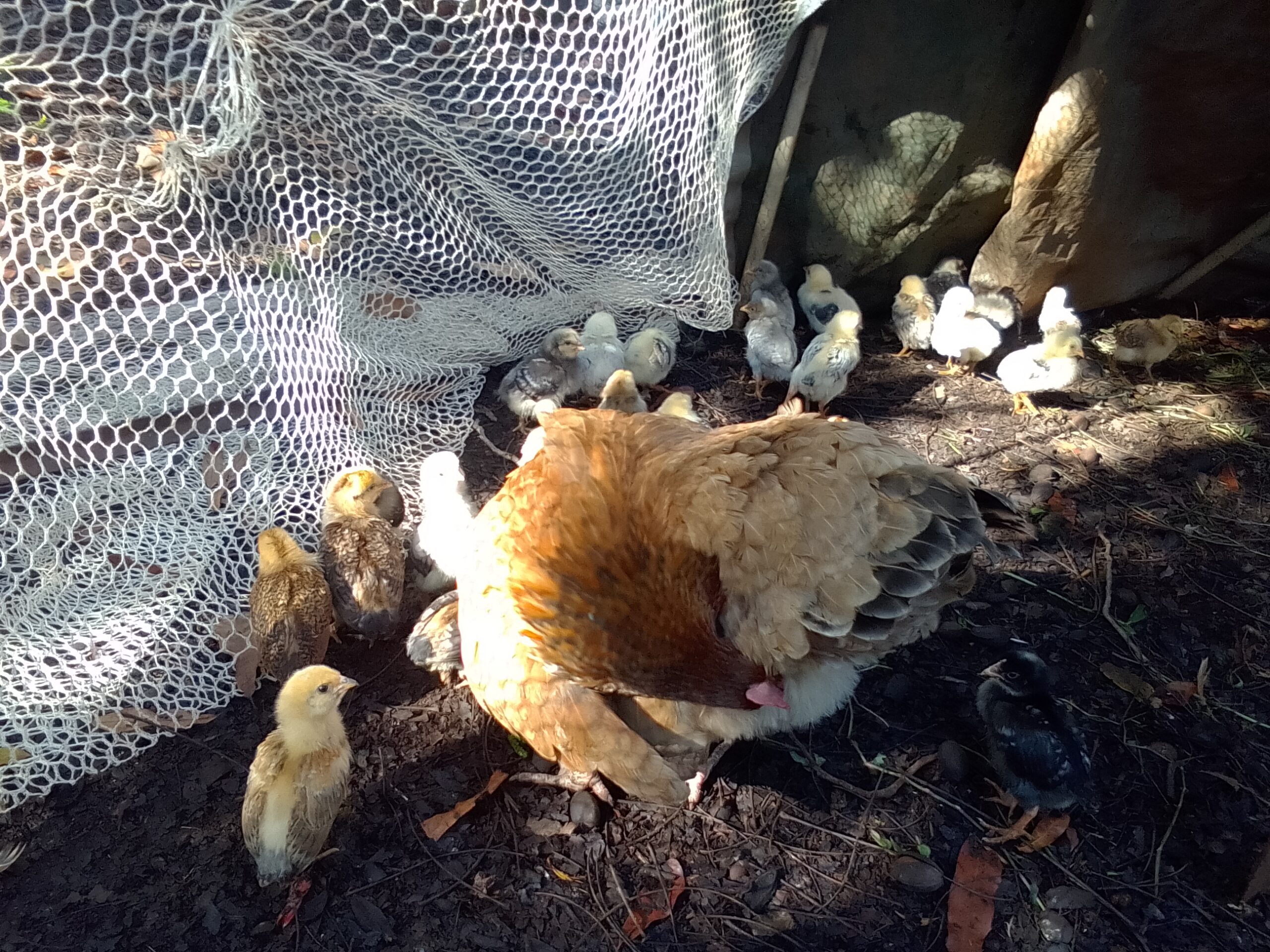 Forage Master Hen & chicks