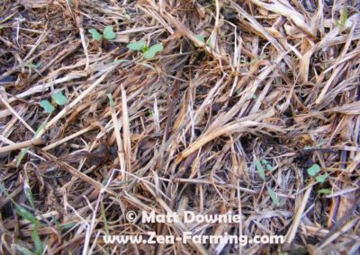 Seeds sprouting in the Mulch layer